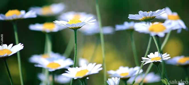 Manzanilla Propiedades Y Beneficios Medicinales Para La Salud