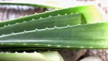 beneficios de la sábila o aloe vera