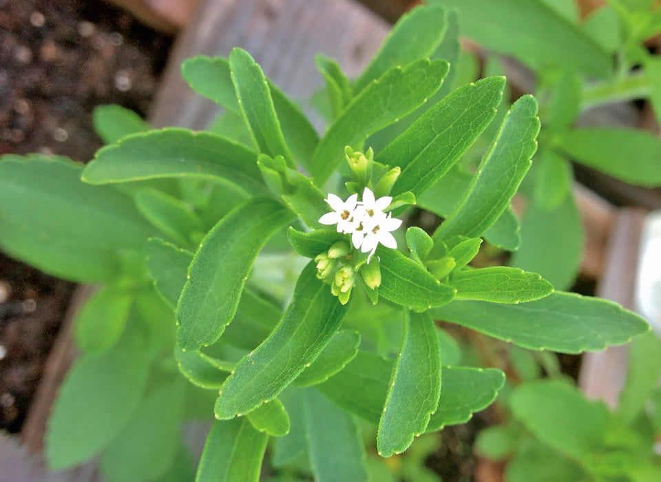Stevia