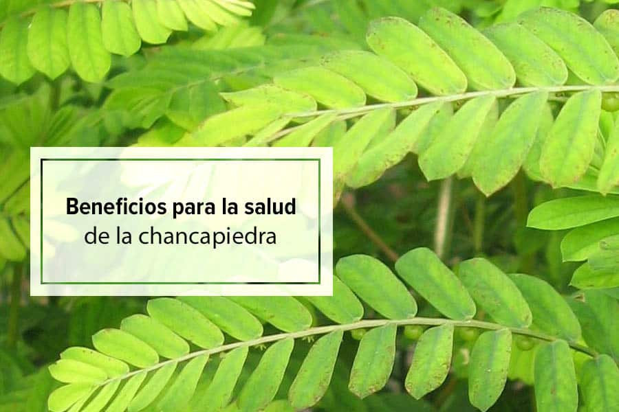 Beneficios Y Propiedades De La Chancapiedra Para La Salud