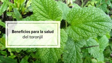 toronjil