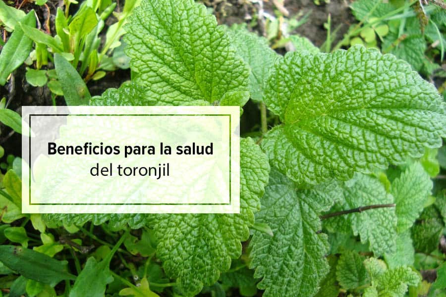 Propiedades Y Beneficios Del Toronjil Para La Salud