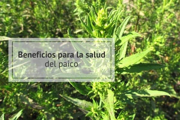 Paico Propiedades y beneficios del paico para la salud