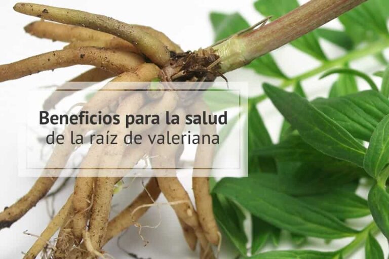 Propiedades y beneficios de la raíz de valeriana para la salud