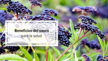 sauco